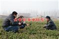 四季金银花苗/四季金银花苗培育苗圃中心