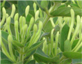 金银花苗山东四季金银花苗销售 