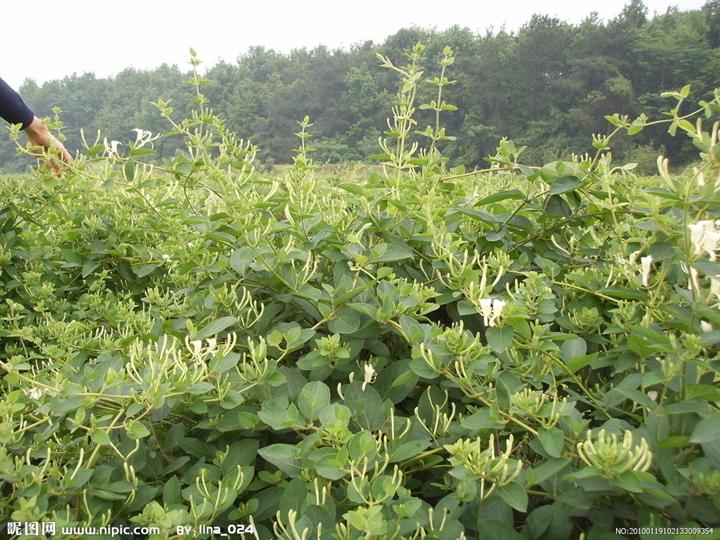 山东金银花苗