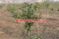四季金银花苗/四季金银花苗供应商