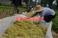 四季金银花苗/山东优质四季金银花苗出售