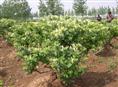 四季金银花苗/四季金银花苗基地/四季金银花苗供应基地 