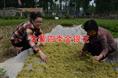 四季金银花苗/山东优质四季金银花苗出售
