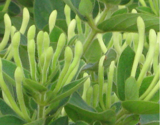 金银花苗山东四季金银花苗销售 