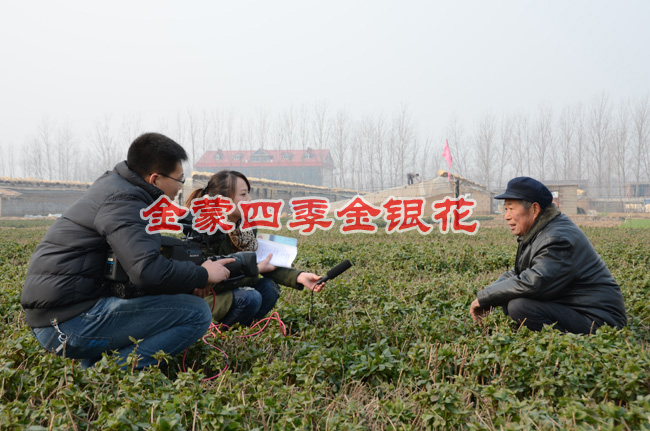 四季金银花苗/四季金银花苗种植苗圃
