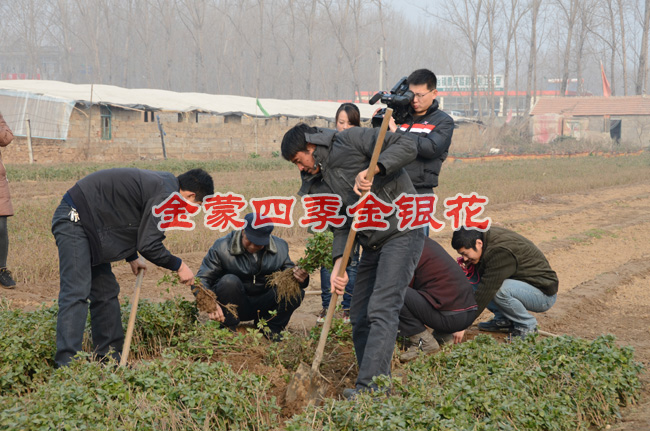 四季金银花苗/四季金银花苗市场价格