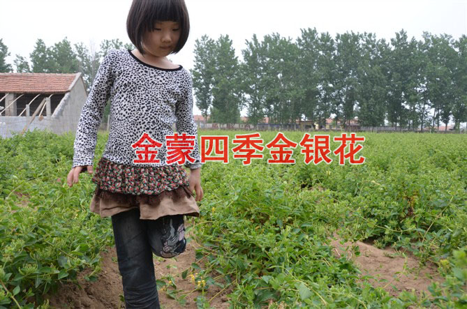 金银花价格/山东优质金银花价格