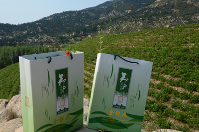 四季金银花苗价格/四季金银花批发/金蒙一号四季金银花 