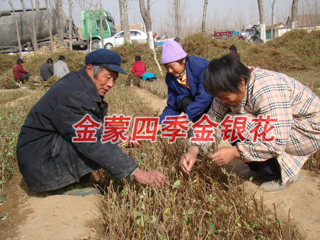 金蒙四季金银花/金蒙四季金银花销售