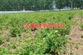 金银花价格/山东优质金银花供应价格