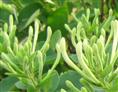 四季金银花苗/销售四季金银花苗/销售金蒙四季金银花苗 