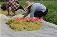 四季金银花苗/山东优质四季金银花苗销售