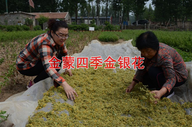 四季金银花苗/山东优质四季金银花苗出售