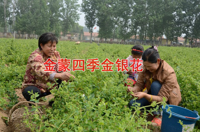 金银花价格/山东优质金银花出售价格