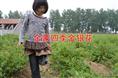 金银花价格/山东优质金银花价格