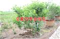 山东四季金银花苗/山东长期出售四季金银花苗