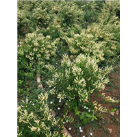 山东金银花苗供应 