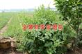 金银花苗/山东专业人员精心繁育金银花苗