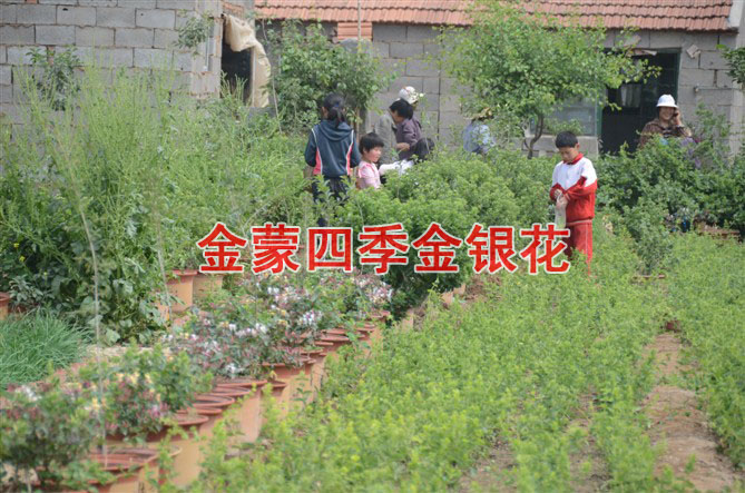 四季金银花苗/山东优质四季金银花苗批发