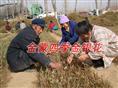 金蒙四季金银花/金蒙四季金银花销售