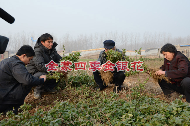 四季金银花苗/四季金银花苗出售价格
