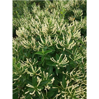 金银花苗 