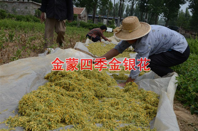 四季金银花苗/山东优质四季金银花苗出售