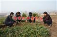 四季金银花苗/四季金银花苗种植基地