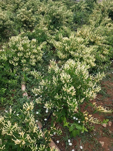山东金银花苗供应 