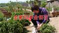 金蒙四季金银花/金蒙四季金银花批发
