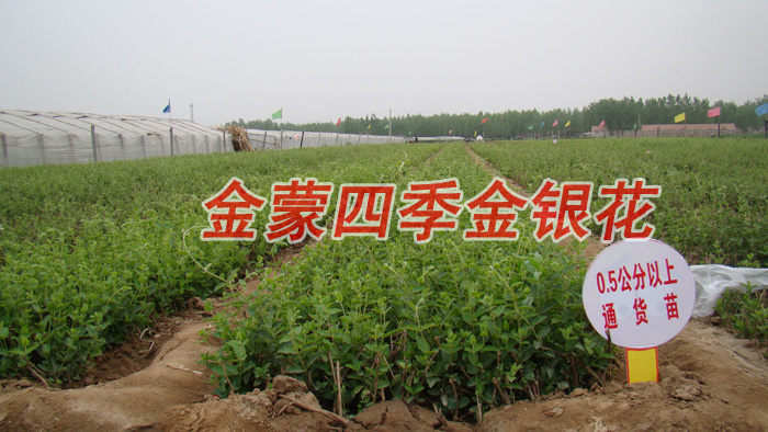 金蒙四季金银花/金蒙四季金银花出售
