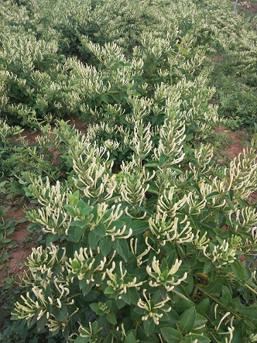 金银花价格 
