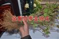 山东金银花苗/四季金银花苗价格
