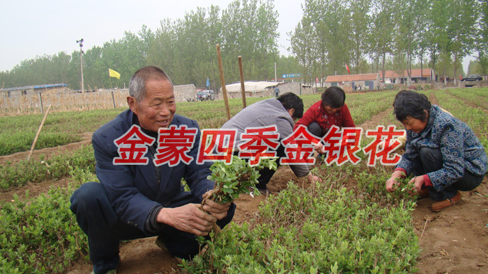 金蒙四季金银花/金蒙四季金银花供应