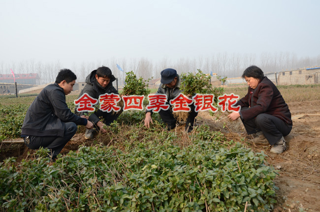 四季金银花苗/四季金银花苗种植基地