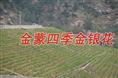 金蒙四季金银花种植专业合作社