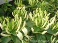 山东金银花苗|四季金银花