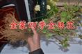金蒙四季金银花种植专业合作社