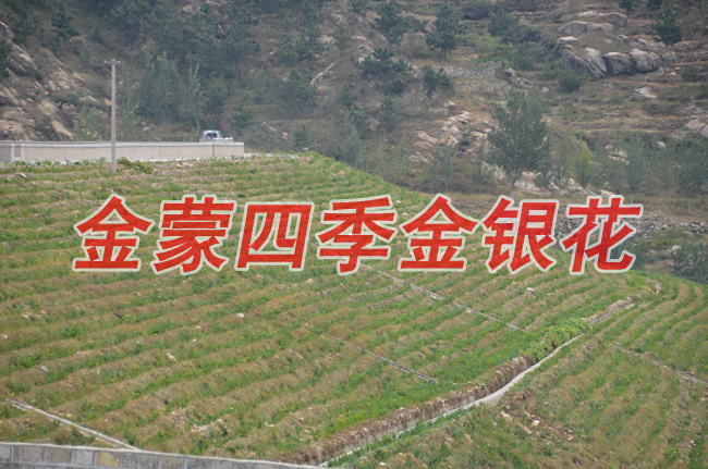 金蒙四季金银花种植专业合作社
