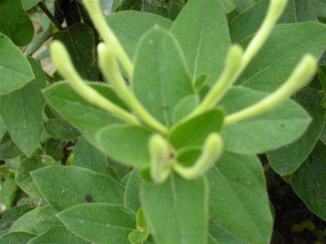 四季金银花 