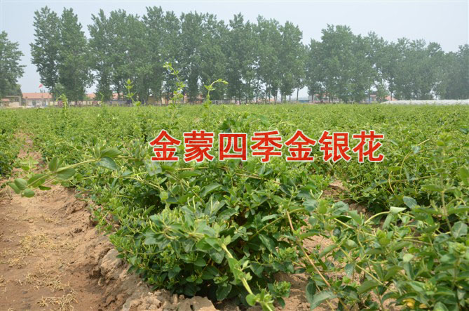 山东金银花苗/山东长期出售优质金银花苗