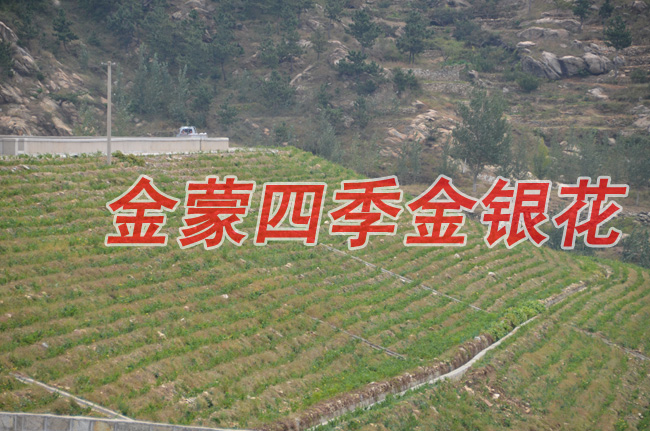 金蒙四季金银花种植专业合作社