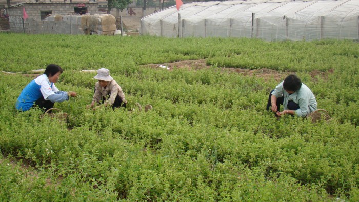 四季金银花苗木种植基地 