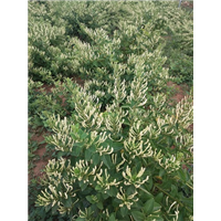 金银花价格 