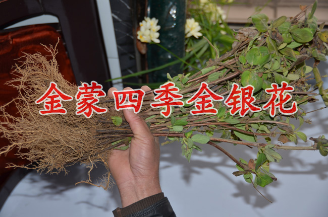 金蒙四季金银花种植专业合作社