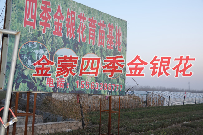 金蒙四季金银花种植专业合作社