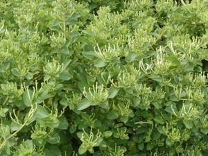 **3号/四季金银花苗/**3号（金银花苗）