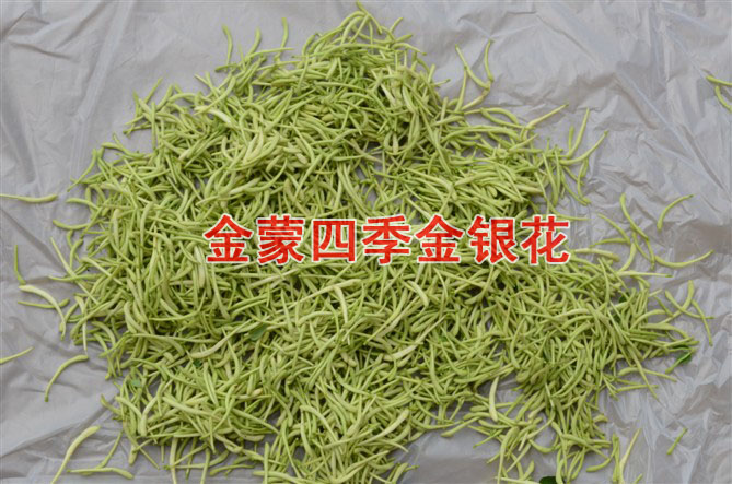 金银花价格/山东优质金银花销售价格