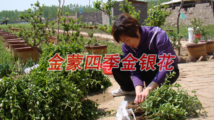 金蒙四季金银花/金蒙四季金银花批发