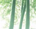 衡阳毛竹厂家价格-篙竹